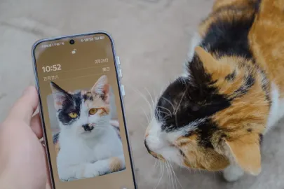 فيسبر كازينو تطبيق الهاتف المحمول